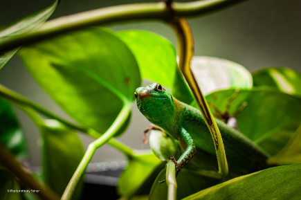 Emerald tree skink, skink face